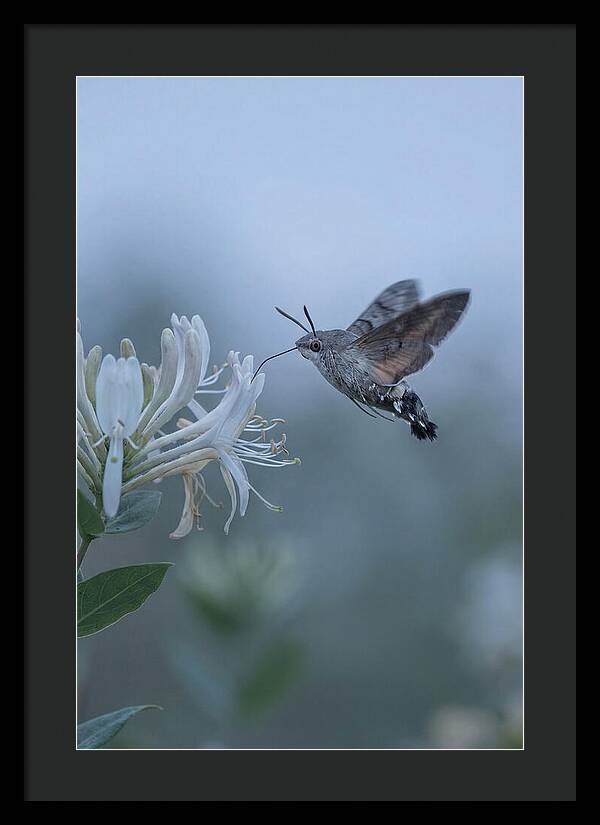 Sphinx Moth At Honeysuckle