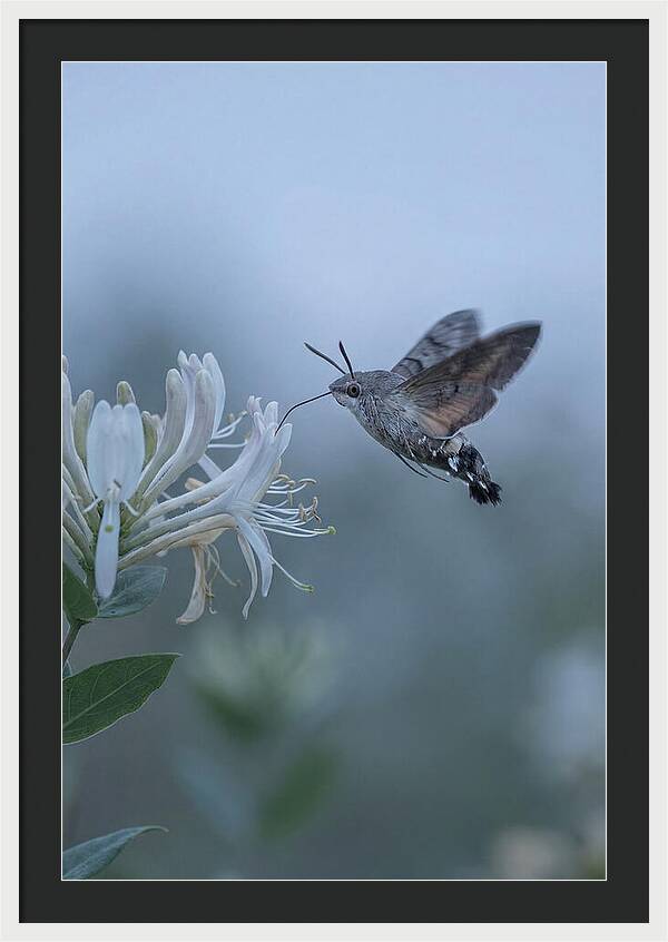 Sphinx Moth At Honeysuckle