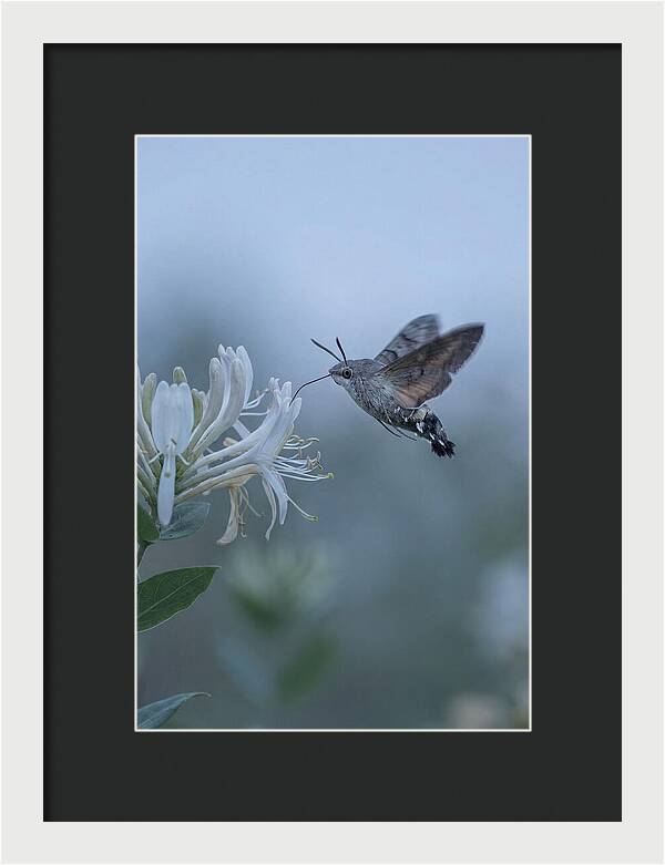 Sphinx Moth At Honeysuckle