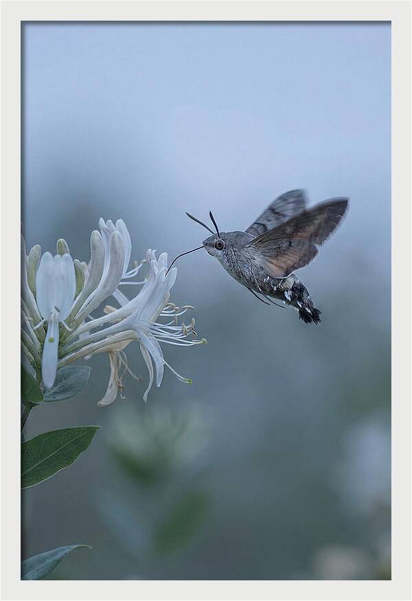Sphinx Moth At Honeysuckle