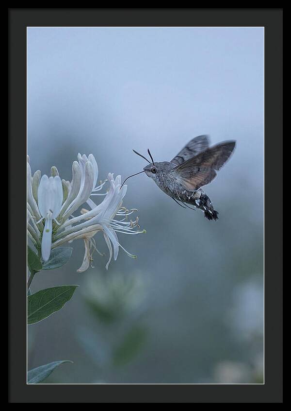 Sphinx Moth At Honeysuckle