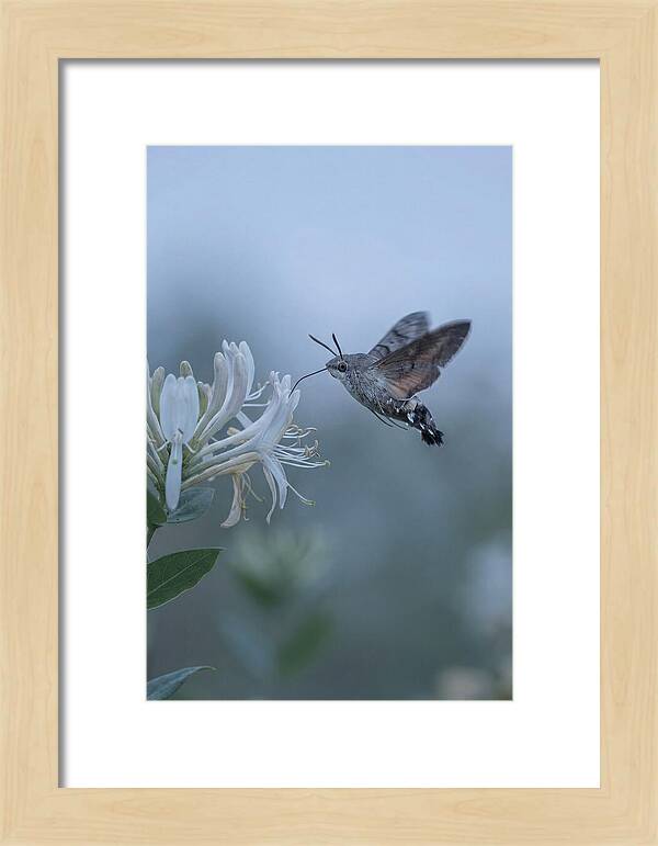 Sphinx Moth At Honeysuckle