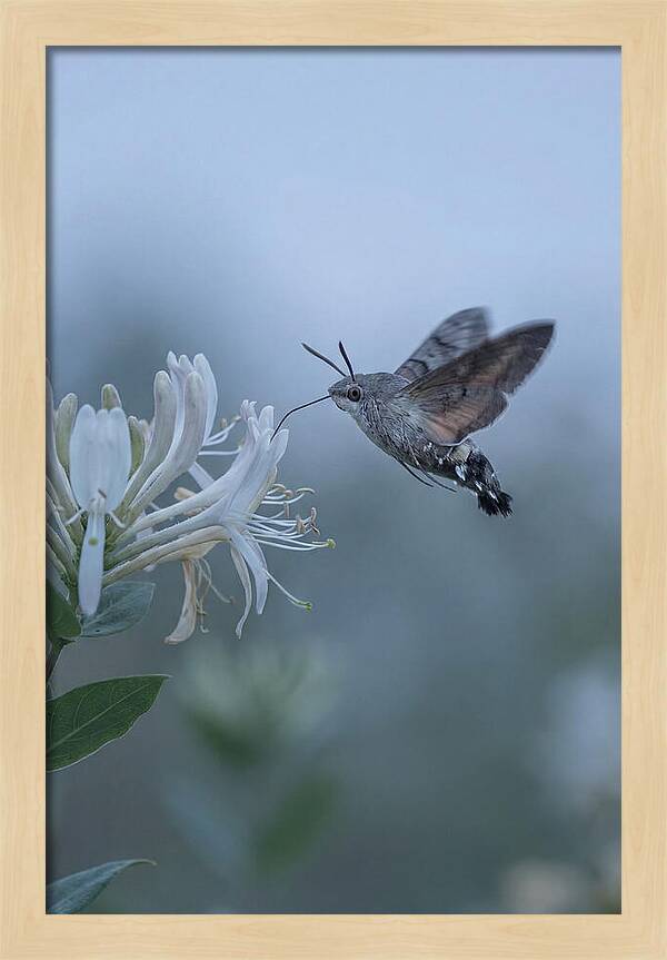 Sphinx Moth At Honeysuckle