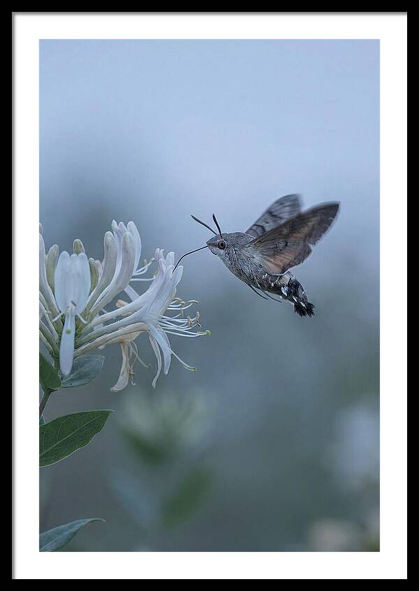 Sphinx Moth At Honeysuckle