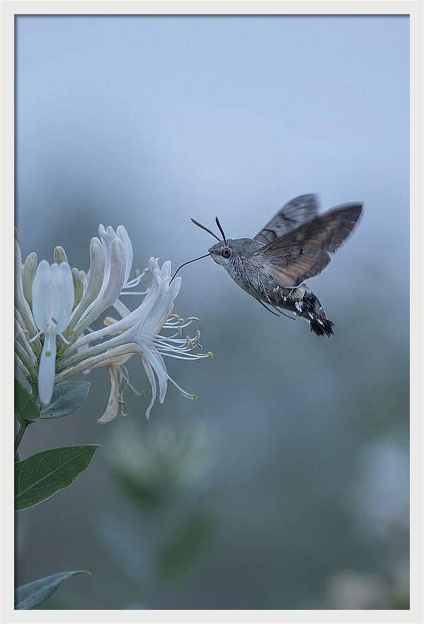 Sphinx Moth At Honeysuckle