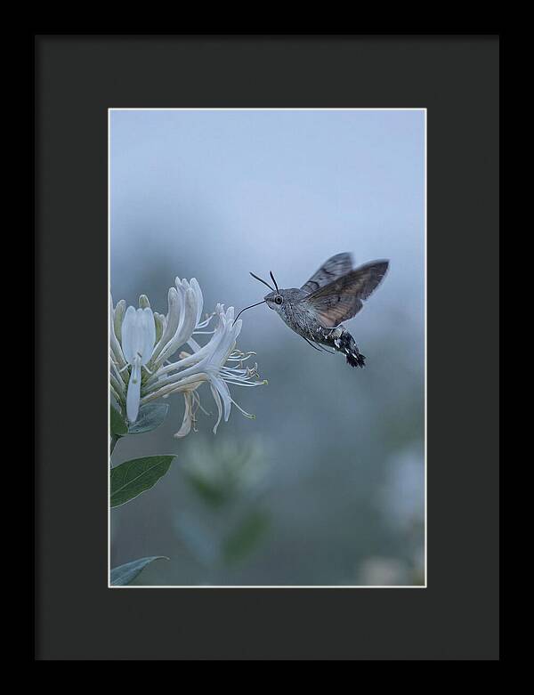 Sphinx Moth At Honeysuckle