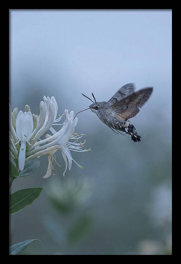 Sphinx Moth At Honeysuckle