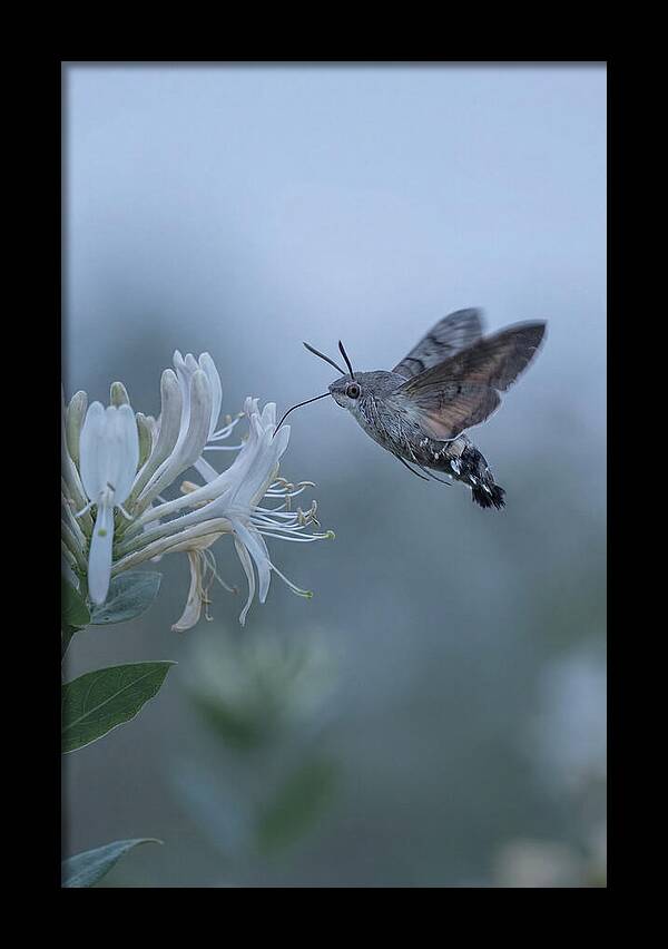 Sphinx Moth At Honeysuckle