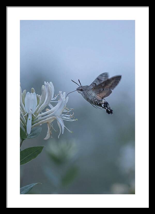 Sphinx Moth At Honeysuckle