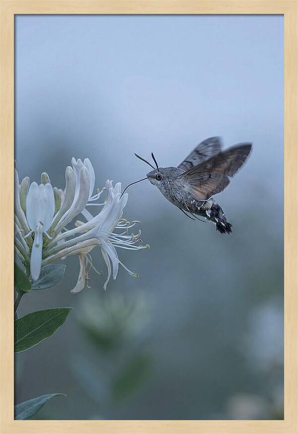 Sphinx Moth At Honeysuckle
