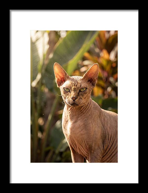 Sphynx Cat Portrait