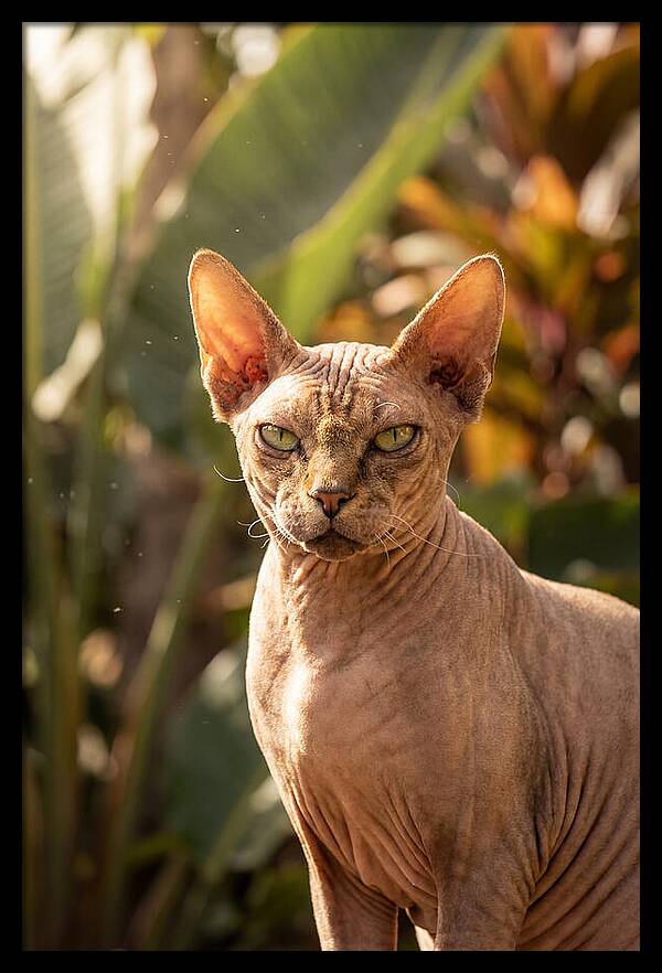 Sphynx Cat Portrait