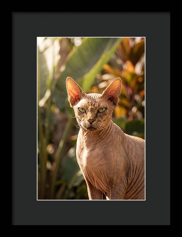 Sphynx Cat Portrait