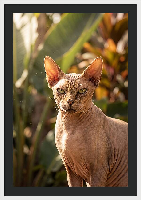 Sphynx Cat Portrait