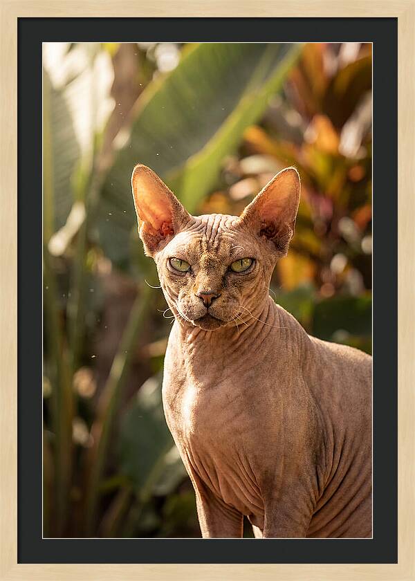Sphynx Cat Portrait