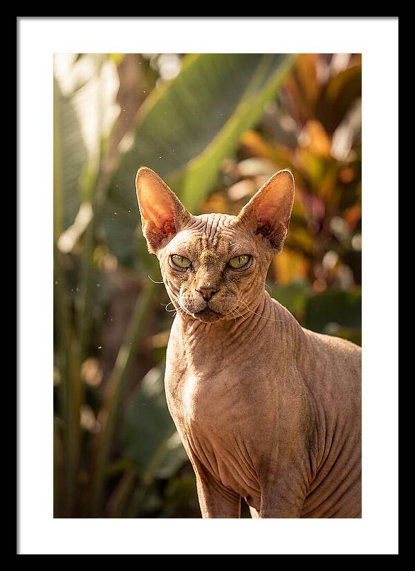 Sphynx Cat Portrait