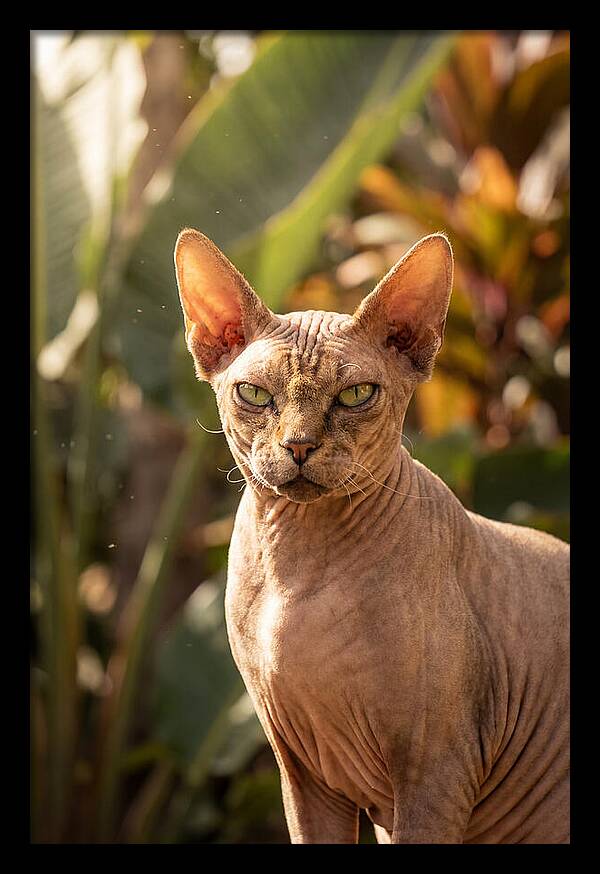 Sphynx Cat Portrait