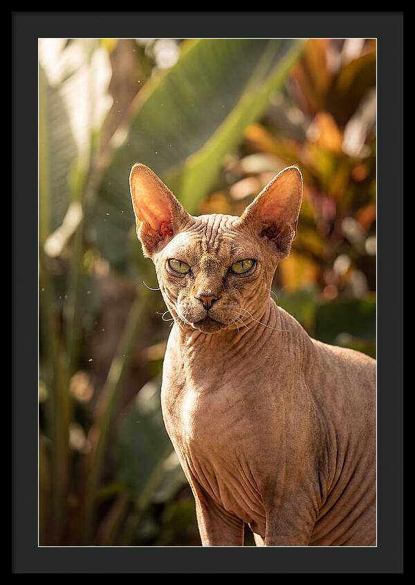Sphynx Cat Portrait