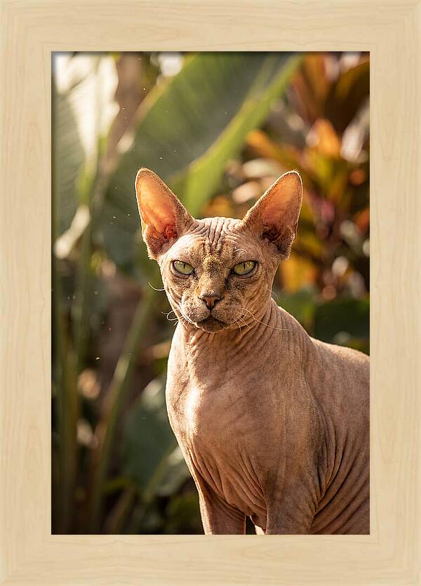 Sphynx Cat Portrait