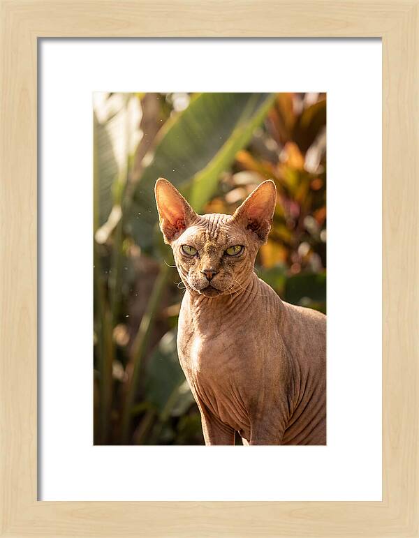 Sphynx Cat Portrait