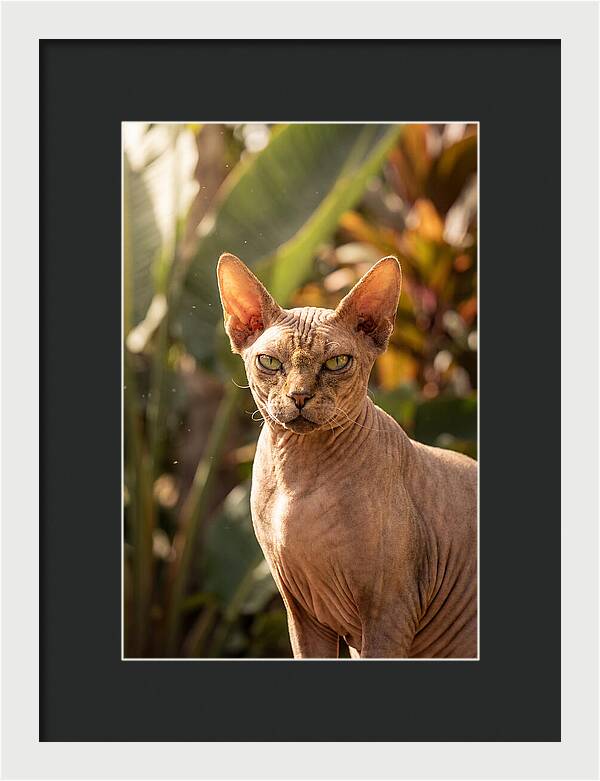 Sphynx Cat Portrait