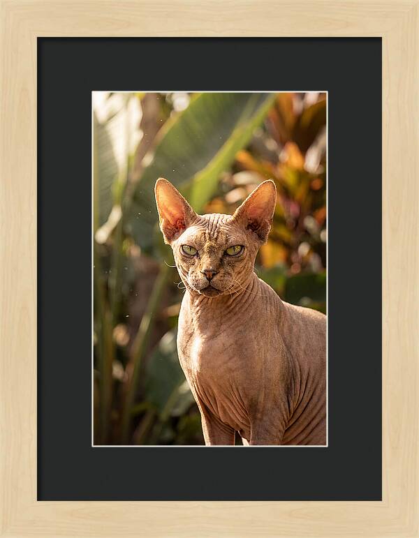Sphynx Cat Portrait