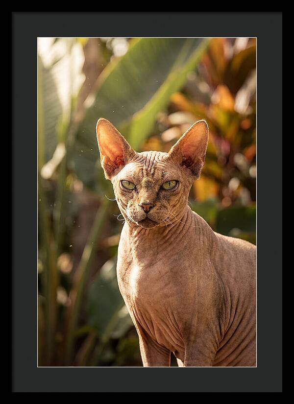 Sphynx Cat Portrait