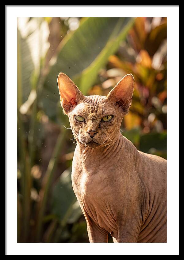 Sphynx Cat Portrait