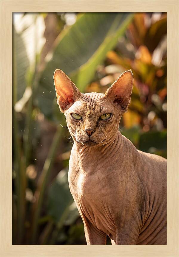 Sphynx Cat Portrait