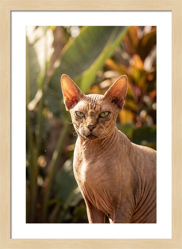 Sphynx Cat Portrait