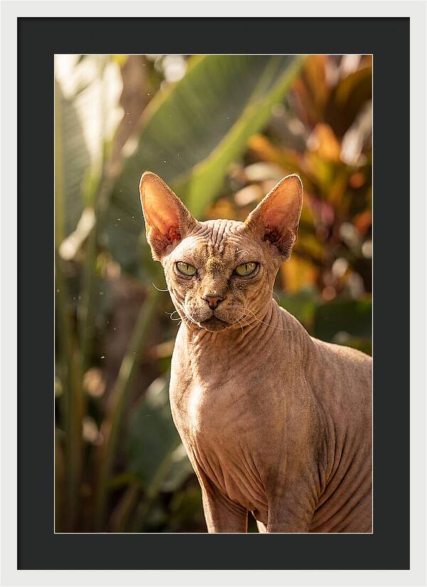 Sphynx Cat Portrait