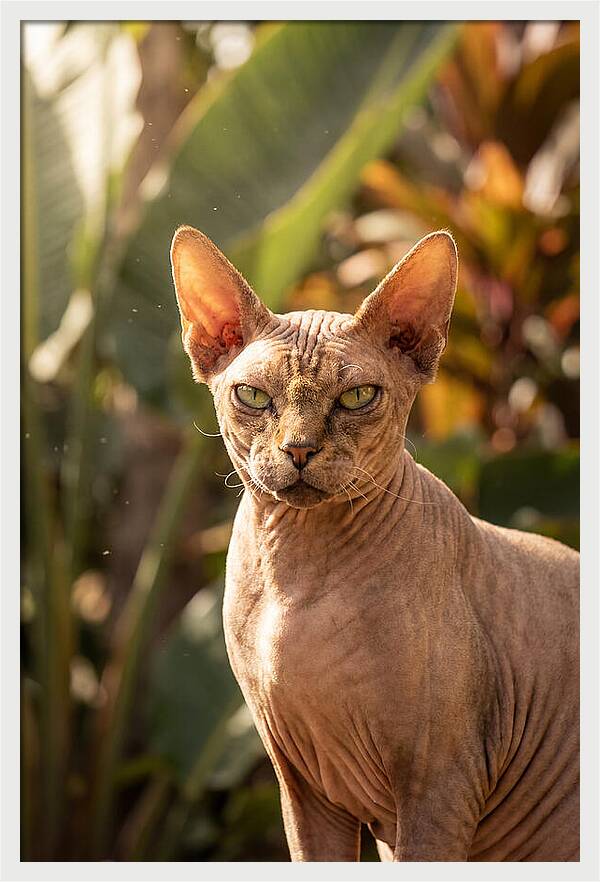Sphynx Cat Portrait