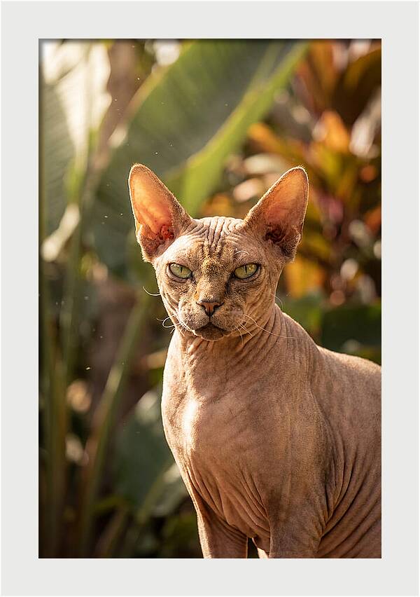 Sphynx Cat Portrait
