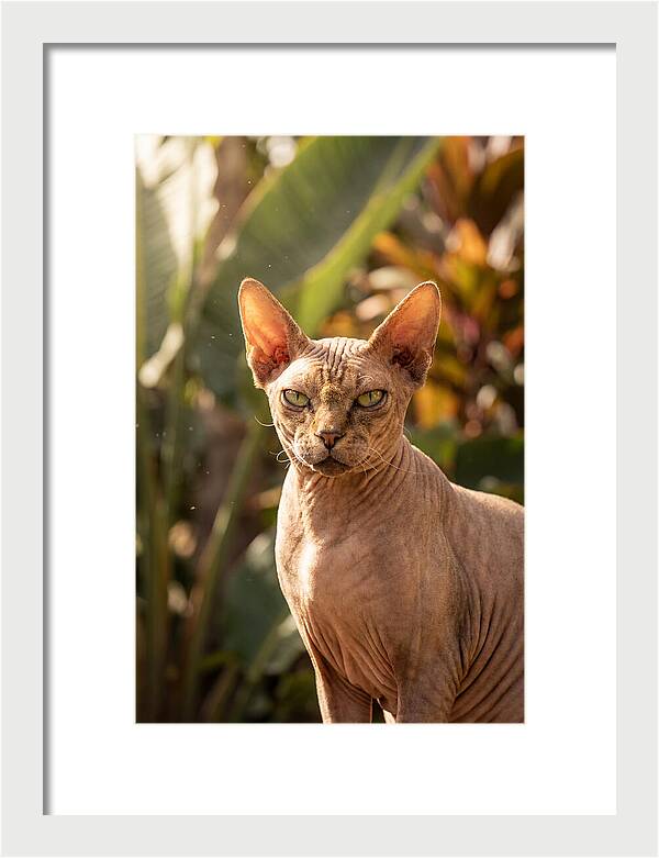 Sphynx Cat Portrait