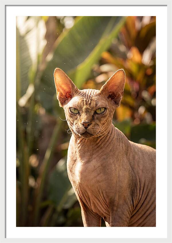 Sphynx Cat Portrait
