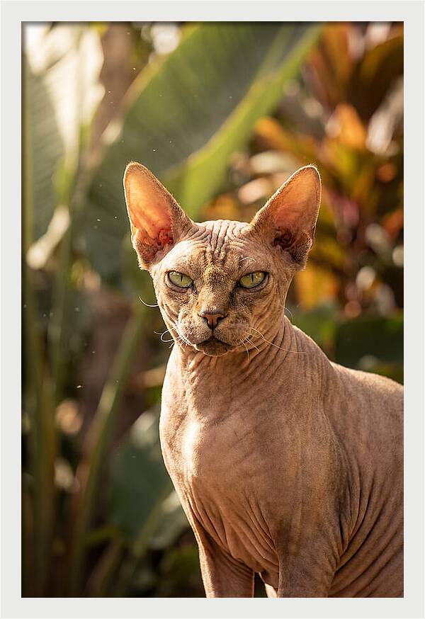 Sphynx Cat Portrait