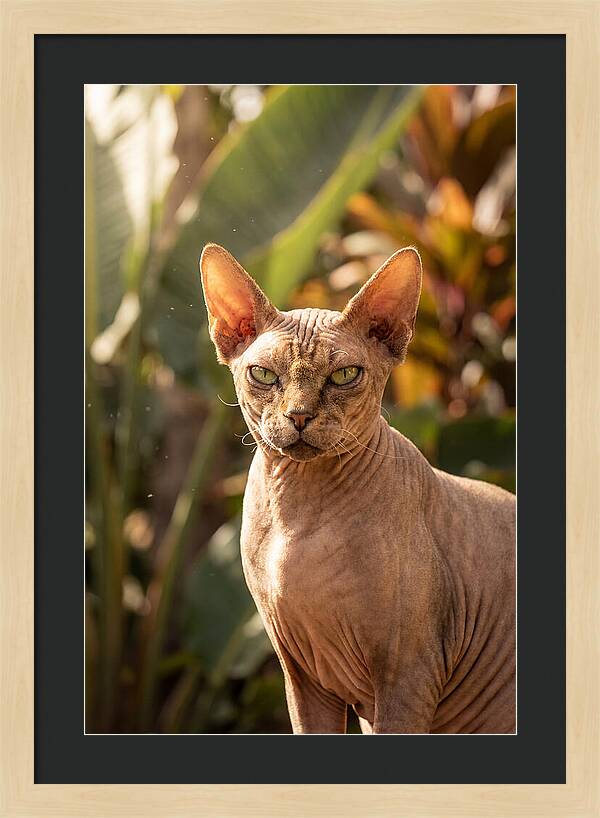 Sphynx Cat Portrait