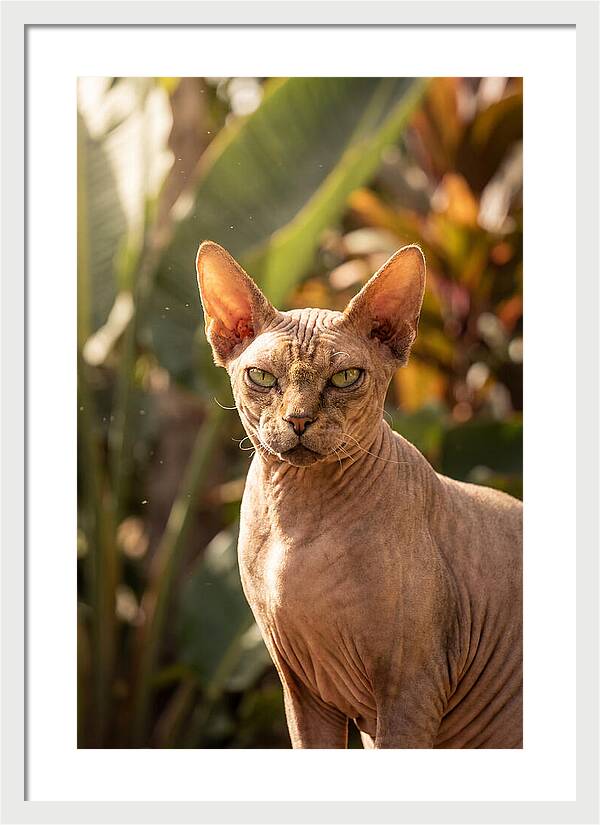 Sphynx Cat Portrait