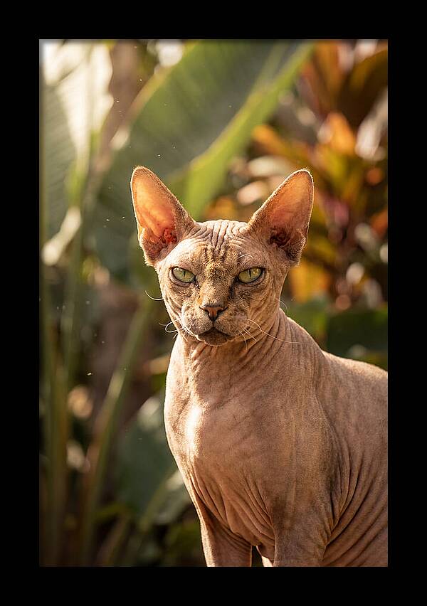 Sphynx Cat Portrait