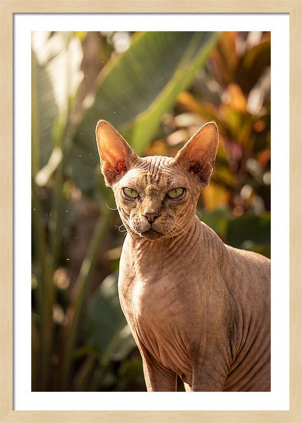 Sphynx Cat Portrait