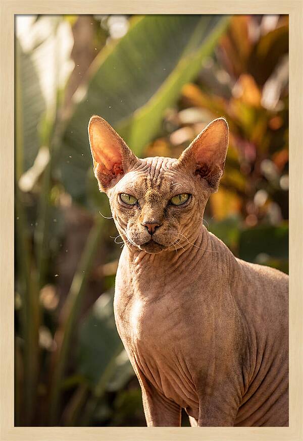 Sphynx Cat Portrait