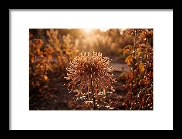 Spider Chrysanthemum Blooming Brightly