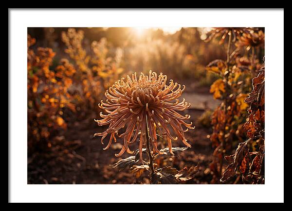 Spider Chrysanthemum Blooming Brightly