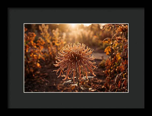 Spider Chrysanthemum Blooming Brightly
