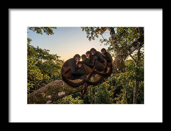 Spider Monkey Bonding