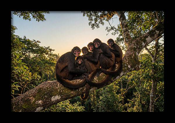 Spider Monkey Bonding