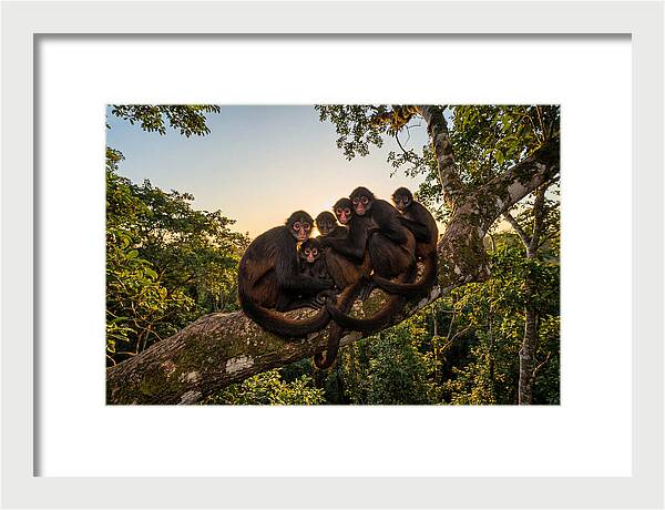 Spider Monkey Bonding