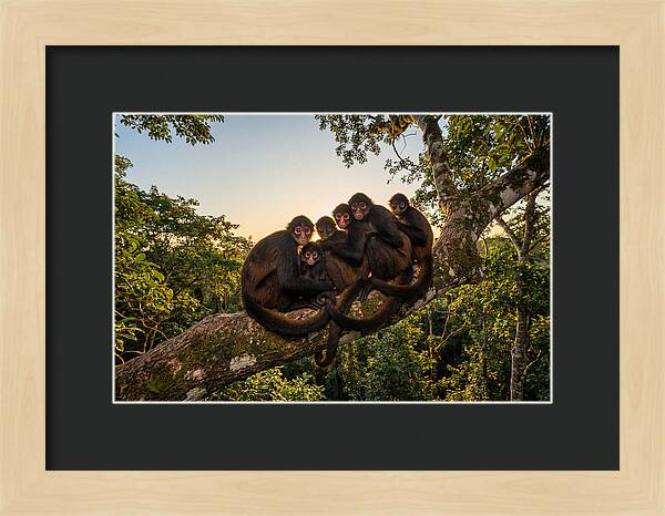 Spider Monkey Bonding
