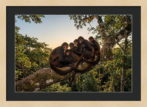 Spider Monkey Bonding