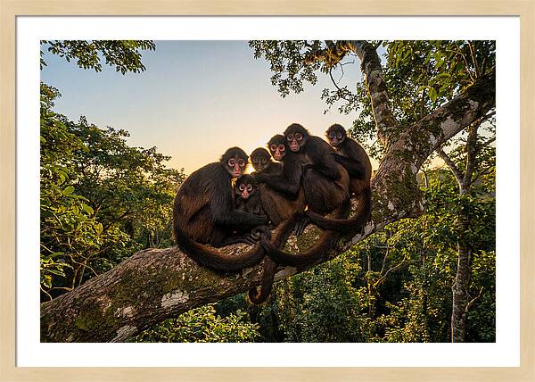 Spider Monkey Bonding